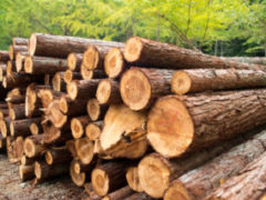 Legislation drafted to introduce digital timber tracking system in Belarus