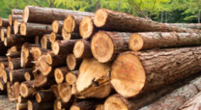 Legislation drafted to introduce digital timber tracking system in Belarus